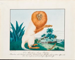 Bílý Saki, 1835
