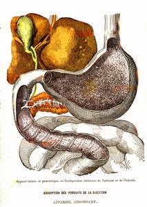 Biliární a pankreatický systém – normální život a zdraví od J. Rengade-Drawing od A. Demarle 1881 od Alphonse Demarle
