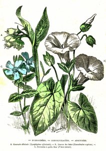 Borraginees, Convolvulacees, Apocynees: Přírodní stvoření a živé bytosti. Kresba A. Demarle. 1885 od Alphonse Demarle
