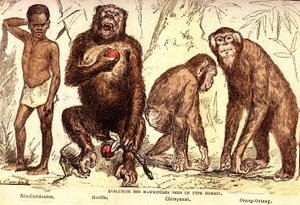 Evoluce savců k lidskému typu: Přírodní stvoření a živé bytosti (De Jules Rengade). Kresba A. Demarle. 1885 od Alphonse Demarle