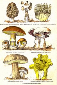 Houby Basidiospores: Přírodní stvoření a živé bytosti (De Jules Rengade). Kresba A. Demarle. 1885 od Alphonse Demarle