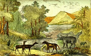 Prehistorie-období eocénu: Zprava doleva: Paloeotherium, Anoplotherium, Xiphodonti a ptáci Tantalus. Přírodní stvoření a živé bytosti. Kresba A. Demarle. 1885