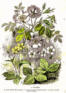 Rosacees - Přírodní stvoření a živé bytosti: Kresba A. Demarle. 1885 od Alphonse Demarle