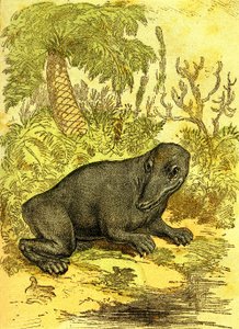 Labyrintodont (obojživelník): Obojživelník z uhelného období. Přírodní stvoření a živé bytosti. Kresba A. Demarle 1885 od Alphonse Demarle
