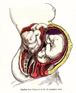 Dítě v děloze (konec 9. měsíce) - Normální život a zdraví J. Rengada - Kresba A. Demarle 1881 od Alphonse Demarle