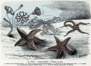Eläintieteen aluksella; piikkinahkainen, meritähdet (asteries, ophiocoma, comatum ja pentacrine) (Eläintarvikelevy: meritähtiä) Kaiverrus "" L