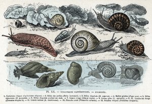 Zoologická mapa; plíce měkkýši, plíce (cyklostoma, šroubovice zahrad a smutku, slimák červený, slimák šedý, limnee, planorb, paludine...) (Zoologická deska: plži měkkýši jako slimák, cyklostom, planorb, limnea) Rytina z „“ L