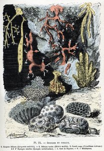 Zoologická mapa: houby a korály (gorgona, bebryce, korál, houby, neptunská rukavice (Zoologická deska: Mořské houby a korály) Rytina z „“L