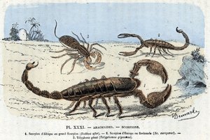 Zoologická deska; pavoukovci, afričtí štíři, evropský štír, telefon) (zoologická deska: pavoukovec, štír) Rytina z „“ L