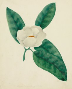 Magnolie (akvarel)