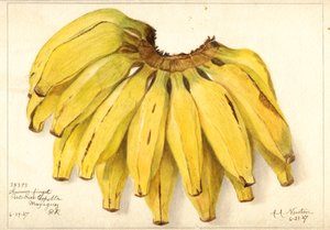 Banány (Múza: Guincos Finget) (akvarel)