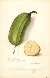 Banány (Musa: Popoulu Hawaii) (akvarel)
