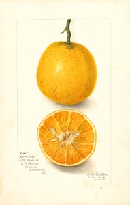 Pozdní pomeranče Harts (Citrus sinensis) (akvarel)