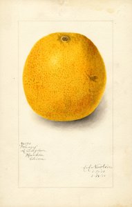 Pomeranč Ichang (Citrus sinensis) (akvarel)