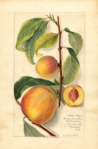 Broskve (Prunus persica) (akvarel)