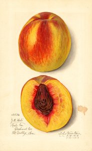 Broskve ( Prunus persica: J.H. Hale) (akvarel)