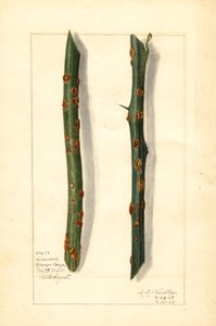 Dvě nemocné větvičky pomerančovníku (Citrus sinensis) (akvarel)