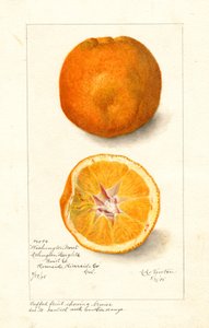 Washingtonské pomeranče ( Citrus sinensis) (akvarel)