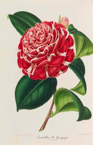 Nová ikonografie kamélií, 1850-1860. od Ambroise Alexandre Verschaffelt