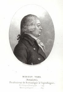 Martin Vahl od Ambroise Tardieu
