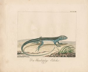 Skink modrohlavý (ručně kolorovaná mědirytina)