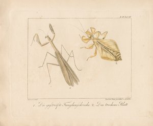 Kudlanka nábožná a listový hmyz (ručně kolorovaná mědirytina) od Ambrosius Gabler