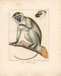 The Moor Monkey (ručně kolorovaná mědirytina) od Ambrosius Gabler