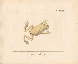 The Piper (ručně kolorovaná litografie)