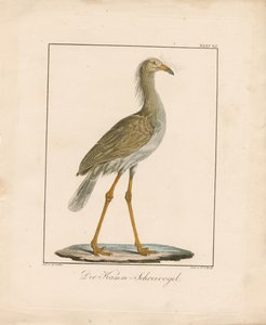 Seriema červenonohá (ručně kolorovaná litografie) od Ambrosius Gabler