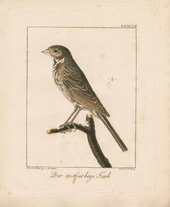 Yellowhammer (ručně kolorovaná mědirytina) od Ambrosius Gabler