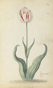 Tulipán "Speramondi", z alba květin, kolem roku 1640