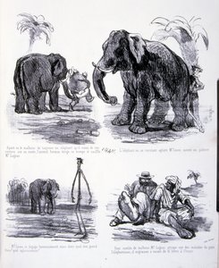ilustrace pro Umění výkrmu a hubnutí od Amédée de Noé