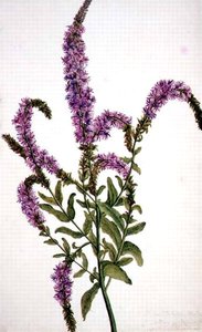 PD.128-1973f.11 Vrba fialová (Epilobium) 1787 (akvarel a kvaš) od Amelia Fancourt