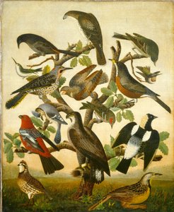 Ptactvo od American 19th Century
