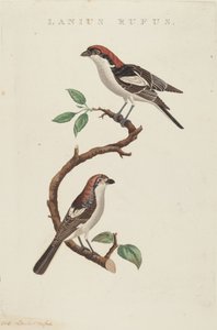 Červená vlna od American 19th Century