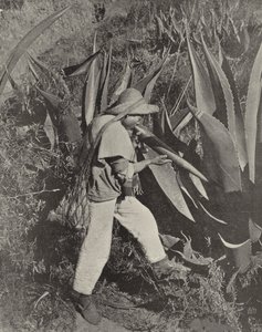 Mexický sběrač pulzů (černobílá fotografie) od American Photographer (after)