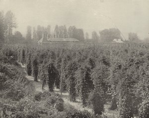 Washington Hop Yard (černobílá fotografie) od American Photographer (after)
