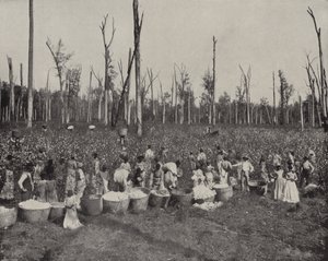 Sběr bavlny v Mississippi (černobílá fotografie) od American Photographer (after)
