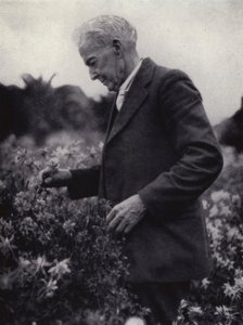 Luther Burbank mezi svými květinami (černobílá fotografie) od American Photographer (after)