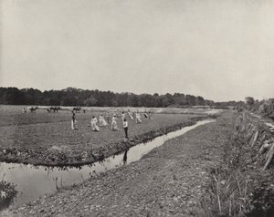 Pěstování rýže v Severní Karolíně (černobílá fotografie) od American Photographer (after)