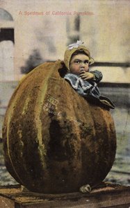 Vzorek kalifornských dýní (tónovaná fotografie) od American Photographer