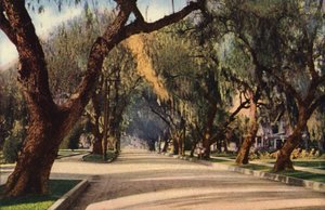 Pepřová alej, Pasadena (barevné foto) od American Photographer