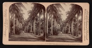 Avenue královských palem, areál Queen