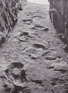 Zkamenělé stopy mamutů, Carson City, Nevada, USA (čb fotografie) od American Photographer