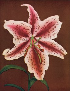 Lilie: Lilium Auratum, Crimson Queen (barevné foto) od American Photographer