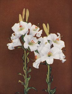 Lilie: Lilium Candidum (barevné foto) od American Photographer