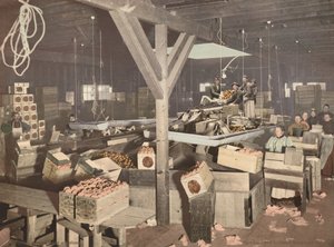 Balení pomerančů v Redlands,publikováno 1899 (foto) od American Photographer