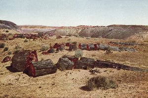 Petrified Forest, Arizona (barevná fotografie) od American Photographer