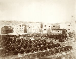 Koželužna v Hebronu s rozloženými kůžemi v popředí, 1898-1911 od American Photographer