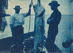 "Tarpon nebo stříbrný král",29. října od American Photographer